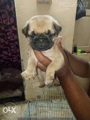 Pug puppies/dogs for sale find a humorouss clown in dogs