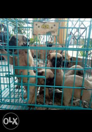 Pug puppy available for contact