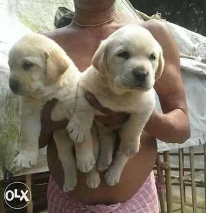 Punched face Labrador Retriever Puppies
