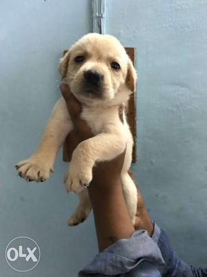 Punched face short tail Labrador Puppy
