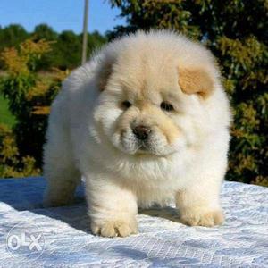 Pure Breed Chow Chow Puppies Available
