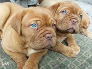 Pure Breed French Masiff Puppies Available