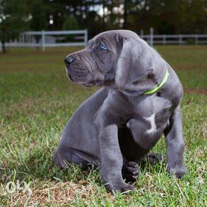 Pure Breed Great Dane Puppies Available
