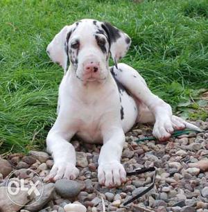 Pure Breed Harley Queen Puppies Available