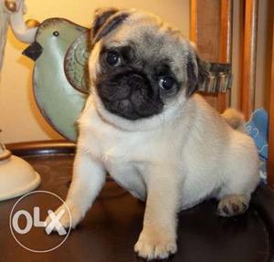 Pure Breed pug puppy very healthy and active