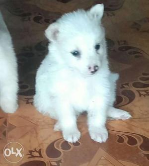Pure Pomeranian female 32 days puppy for sale