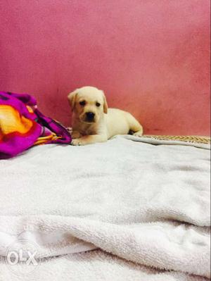 Pure breed labrador puppies availabe for those