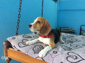Pure tricolour MALE beagle puppy 5 months old