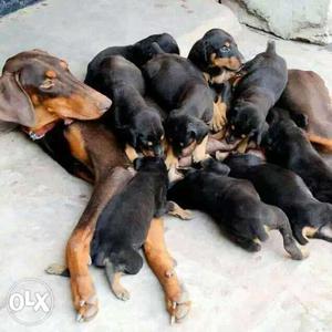Quality bReed dog puppiea At Cheap rate...