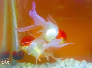 Red Cap LionHead Gold Fish breeding pair