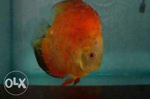 Rgd discus confirm breeding pair. size 5 inch