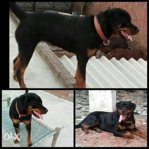 Roteviler female dog age 1 year contract no-