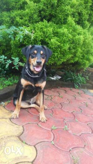 Rott weiler dog for sale age 8 month