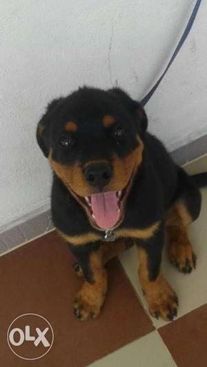 Rottweiler 60 days puppy 1st vaccine given