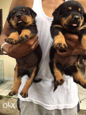 Rottweiler Double done size Puppies in low price with free