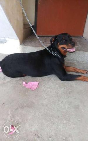 Rottweiler Female never crossed. 1 year 3 months