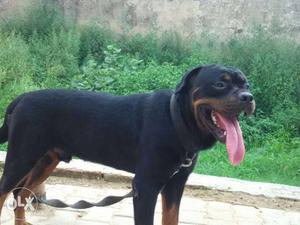 Rottweiler Male dog for breeding