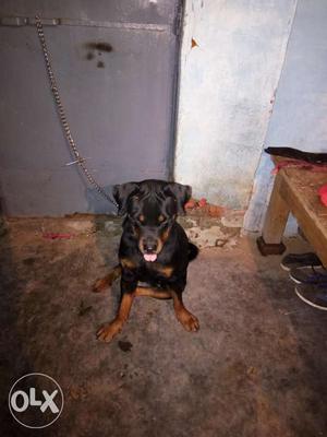 Rottweiler dog in good condition and familer dog