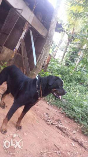 Rottweiler good quality dog female.