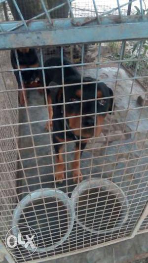Rottweiler male 1 year old good habits good