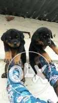 Rottweiler super quality puppies