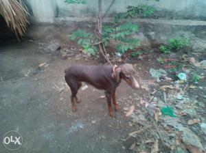 Rust Doberman Pinscher