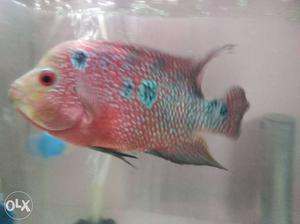 SRD female flowerhorn fish 7" inch