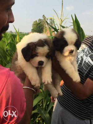 Saint Bernard puppies available in Vadodara