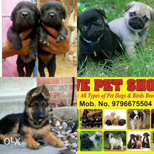 Sell Live Pets Jmu Channi Rama No Advance Check Live Stock