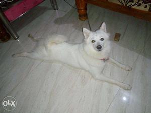 Sell my Pamerian Female Dog 8 month Old