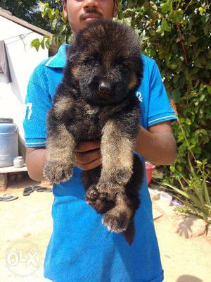 Sensation Quality pure breed German shepherd Pups ~HYD DOG