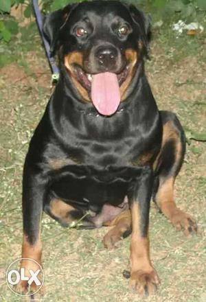Serbian lineage best quality Rottweiler female