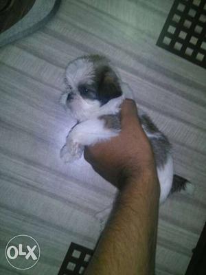 Shihtzu female for sale very active and healthy