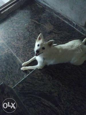 Short-coat White Dog, pomerian female