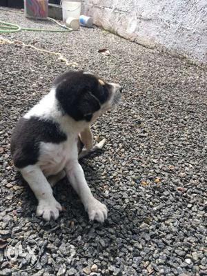 Short-coated White And Black Puppy