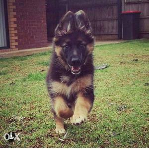 Show For Home GERMAN SHEPHERD Male and Female Puppies