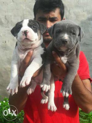 Show Quality Female American Bully Blue Colour