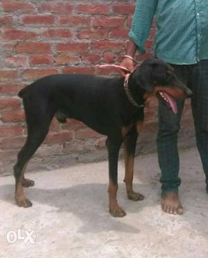 Show quality Doberman male 10months old for sale