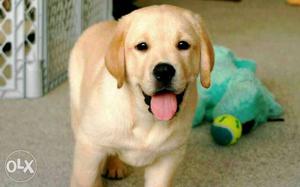 S"ho"w quality Labrador Retriever Puppies available pure