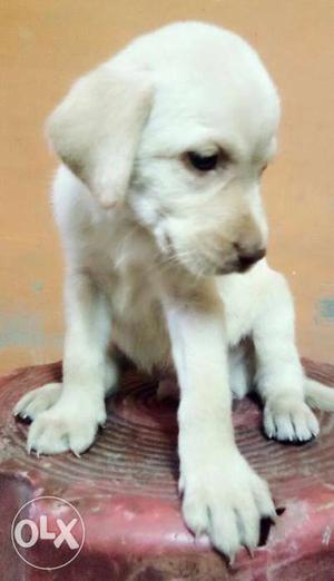 Show quality double heavy bone Labrador puppies