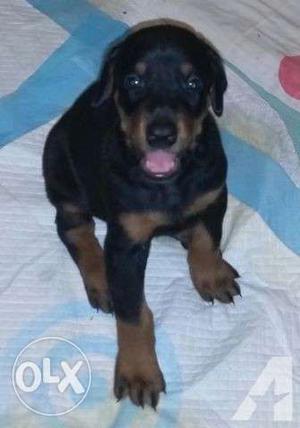 Show quality very very healthy doberman puppy available