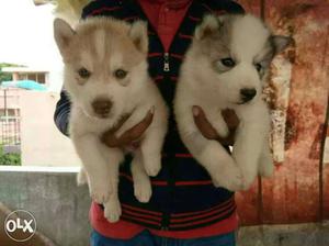 Siberian Husky male and female puppies available
