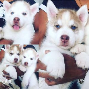 Siberian huskey pups at 41 days father US import