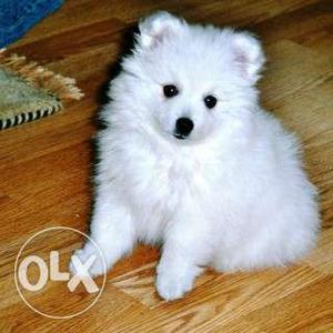 Snow white spitz male for rehome
