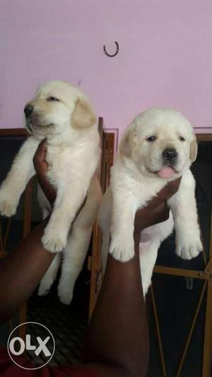 Super duper quality labrador puppy available for