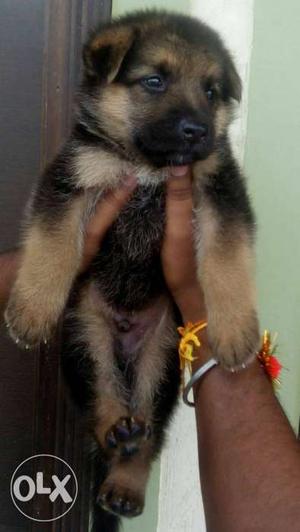 Superb puppy of german shepherds active and furry