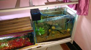 Tank for sell without fish price of both if