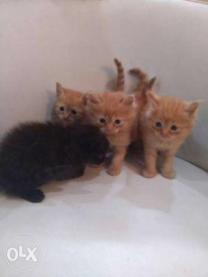 Three Brown And One Black Kitten Litter Persian crosd