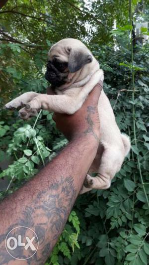 Tiny Mine Pug puppies available in best price for