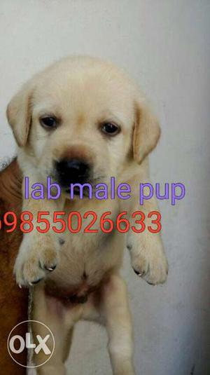 Top bloodline pup golden lab male with